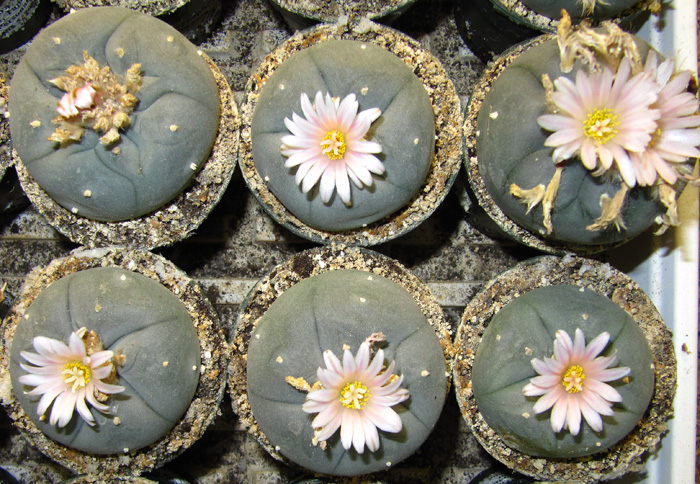 Lophophora Williamsii var Reynosa Tamaulipas